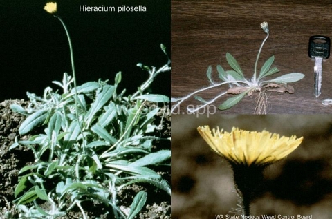 hawkweed, mouseear